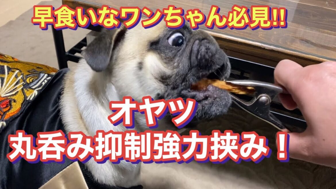 ワンちゃんの早食いに、丸呑み抑制強力挟み【パグ侍ももたろ】