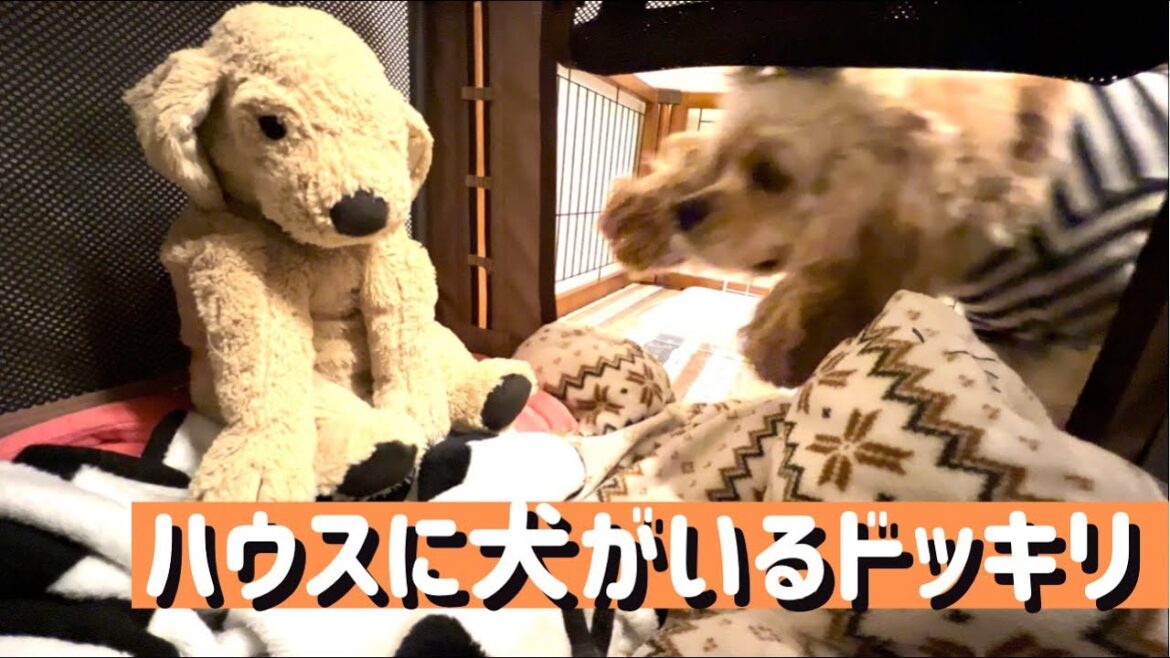 【ドッキリ】リアルガチだからこんな事もあるよね😢［アメリカンコッカースパニエル］