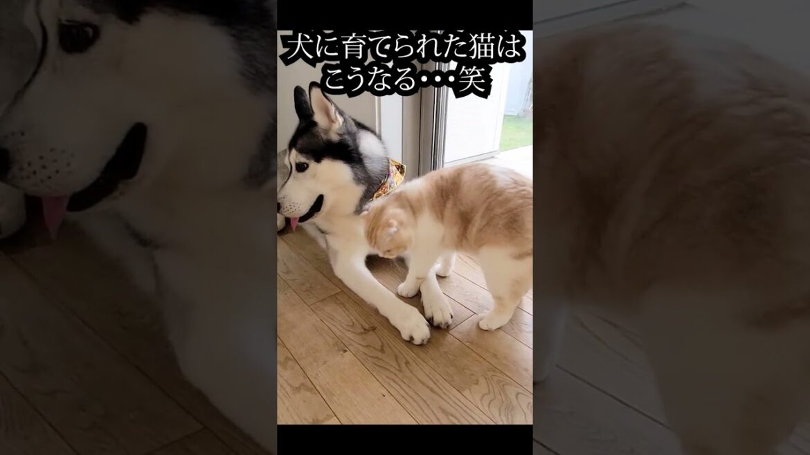 半日振りに再会した子猫とハスキー犬がこちら...#shorts