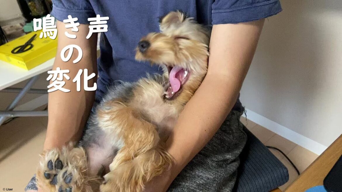 【鳴き声の変化】子犬ヨークシャテリア～14か月/共働き夫婦とヨーキー