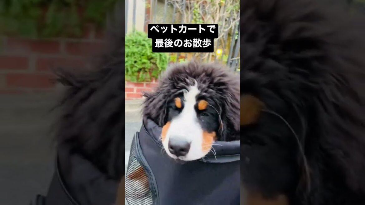 バーニーズマウンテンドッグの子犬 ペットカートで最後のお散歩