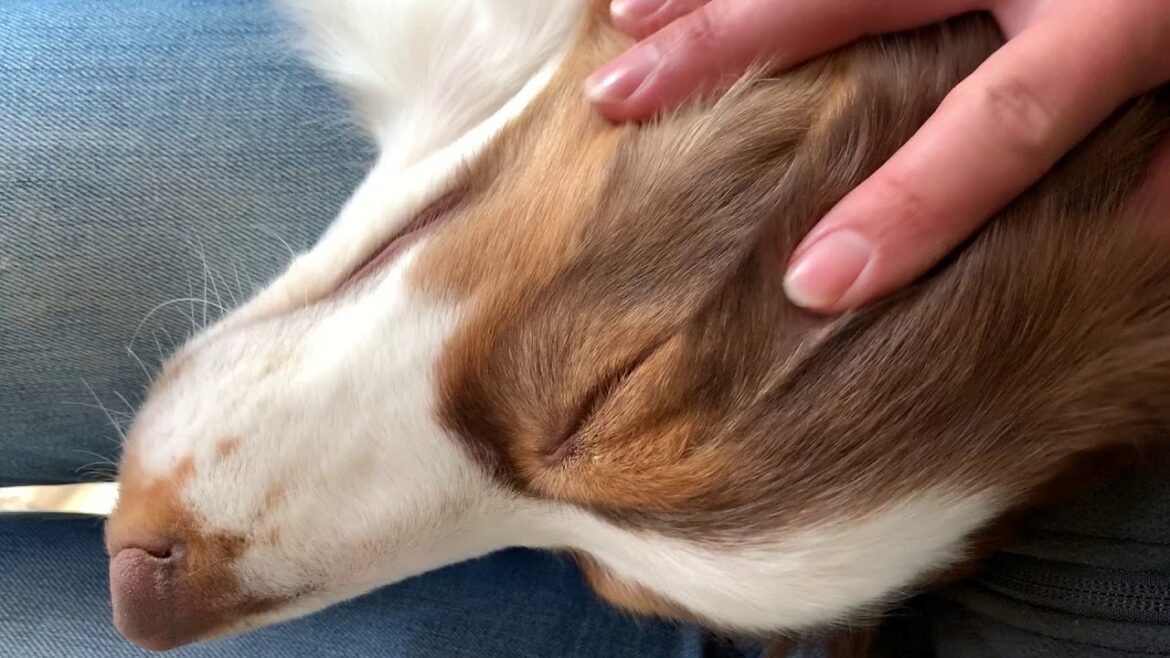 膝の上でよしよしされるオーストラリアンシェパード | Australian Shepherd