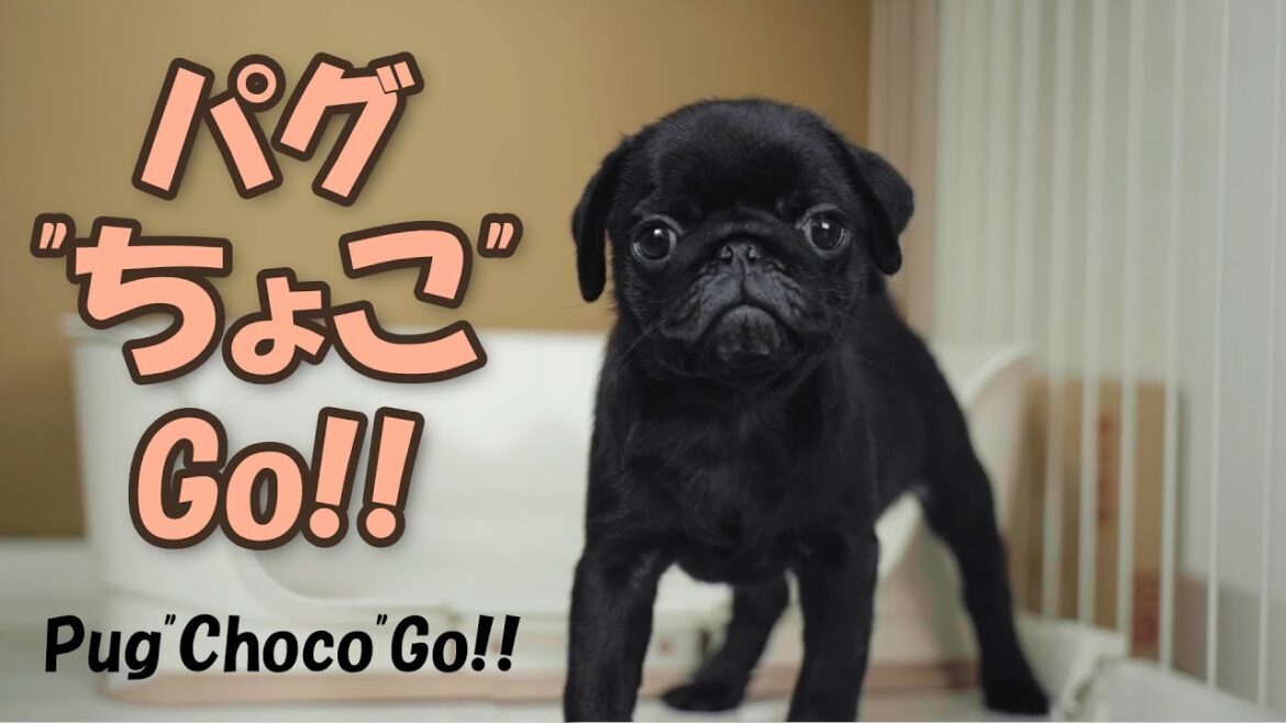 生後76日の、かわいすぎる黒パグ♂がウチにやって来た！　 A 76day-old, too-cute black pug came to our house!