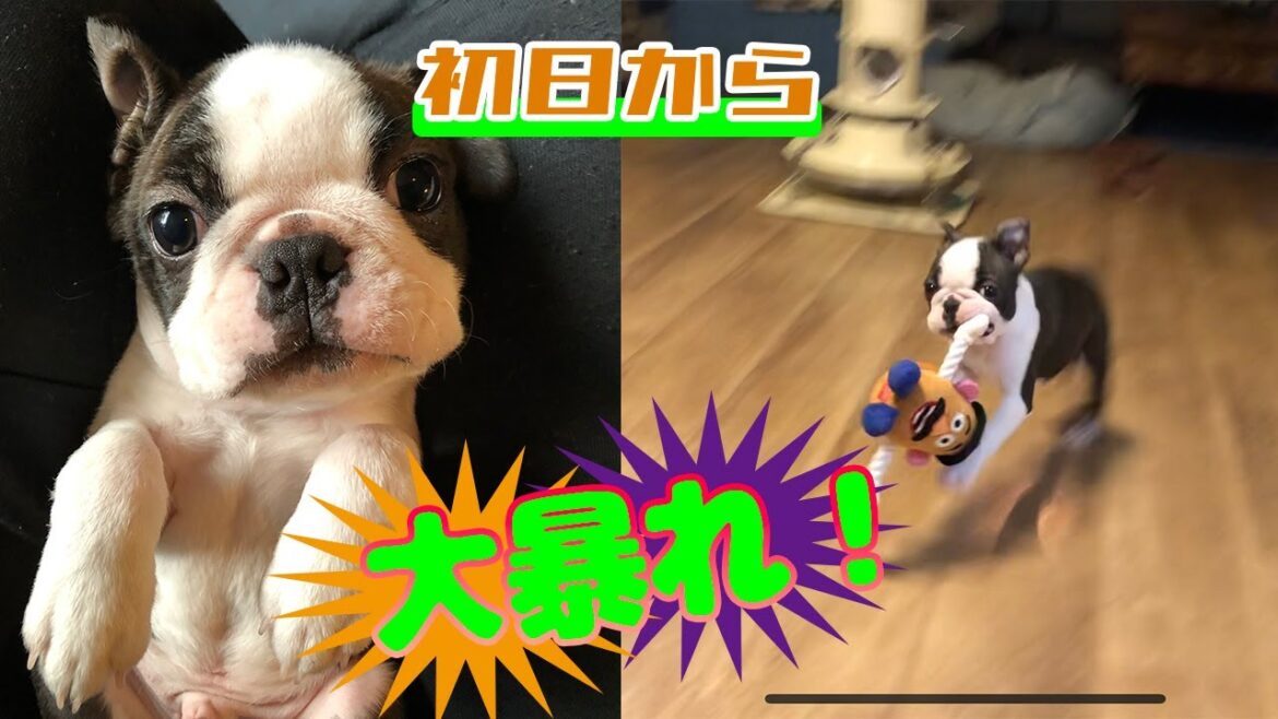 第2話「ボストンテリアの赤ちゃん、おむかえの初日から大暴れ！」