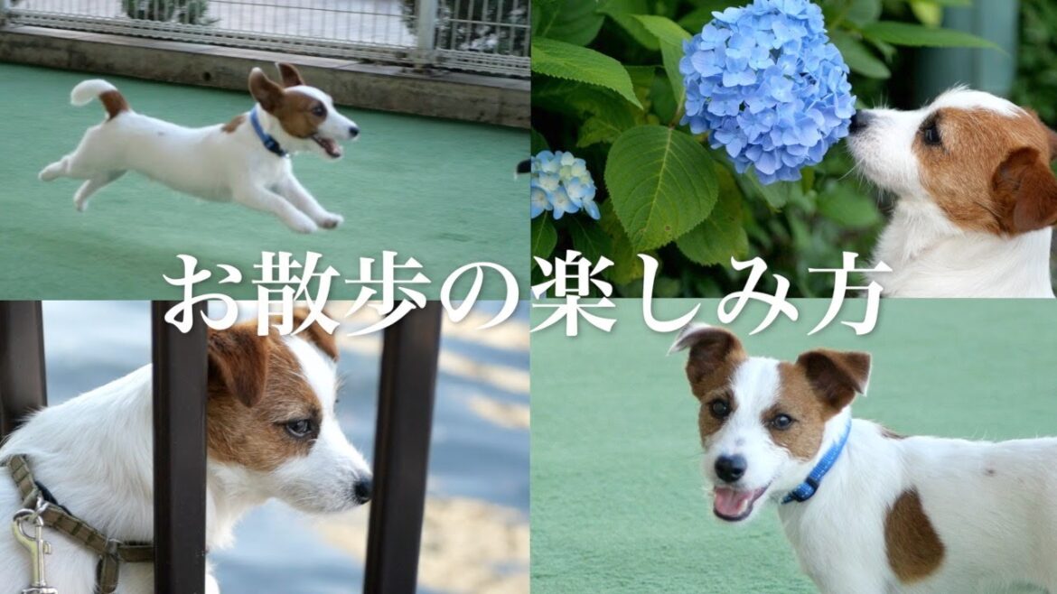 【お散歩】ロマンチストな兄犬と仲間とわいわい遊びたい弟子犬/ジャックラッセルテリア/子犬