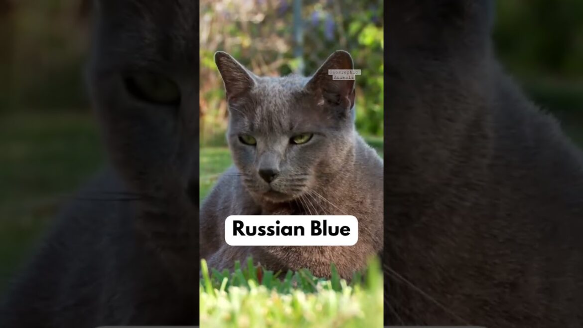 BEST Cats For Depression😱❌ #shorts #cats BEST Cats For Depression😱❌ #shorts #cats