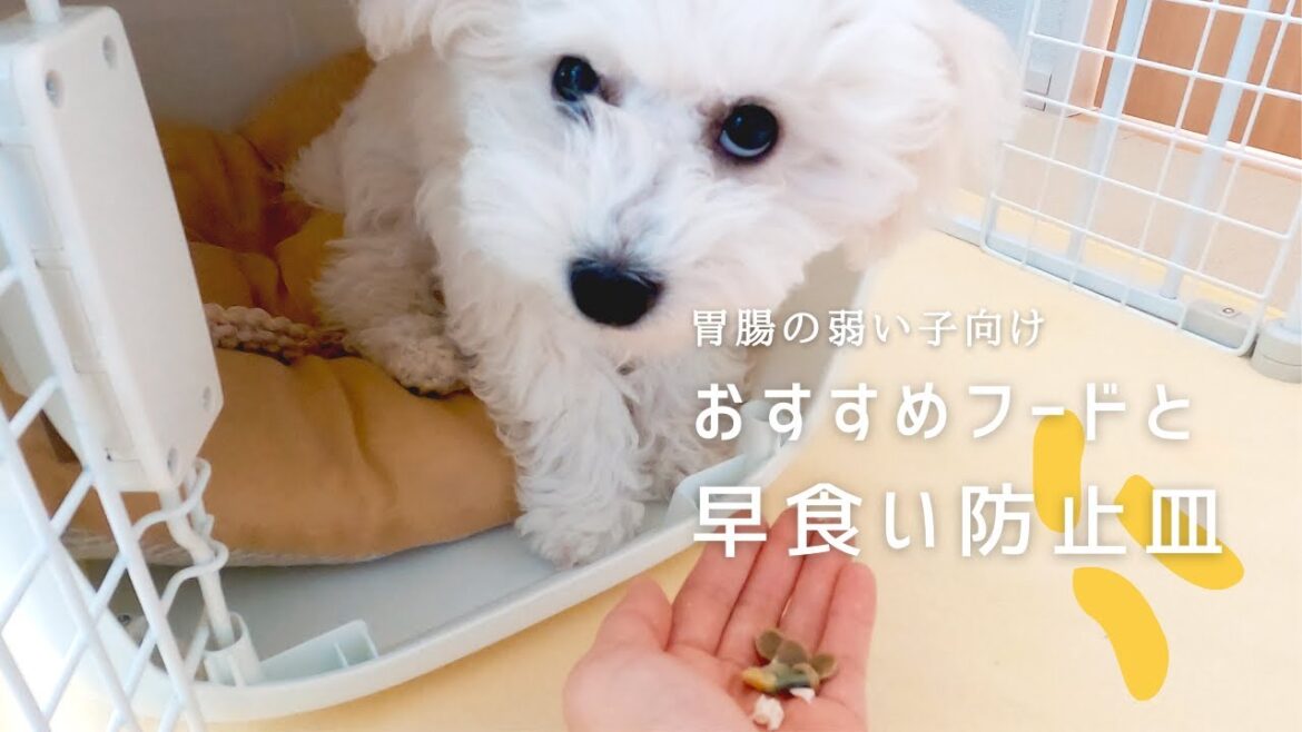 ビションフリーゼ 子犬 |  おすすめの餌と早食い防止皿