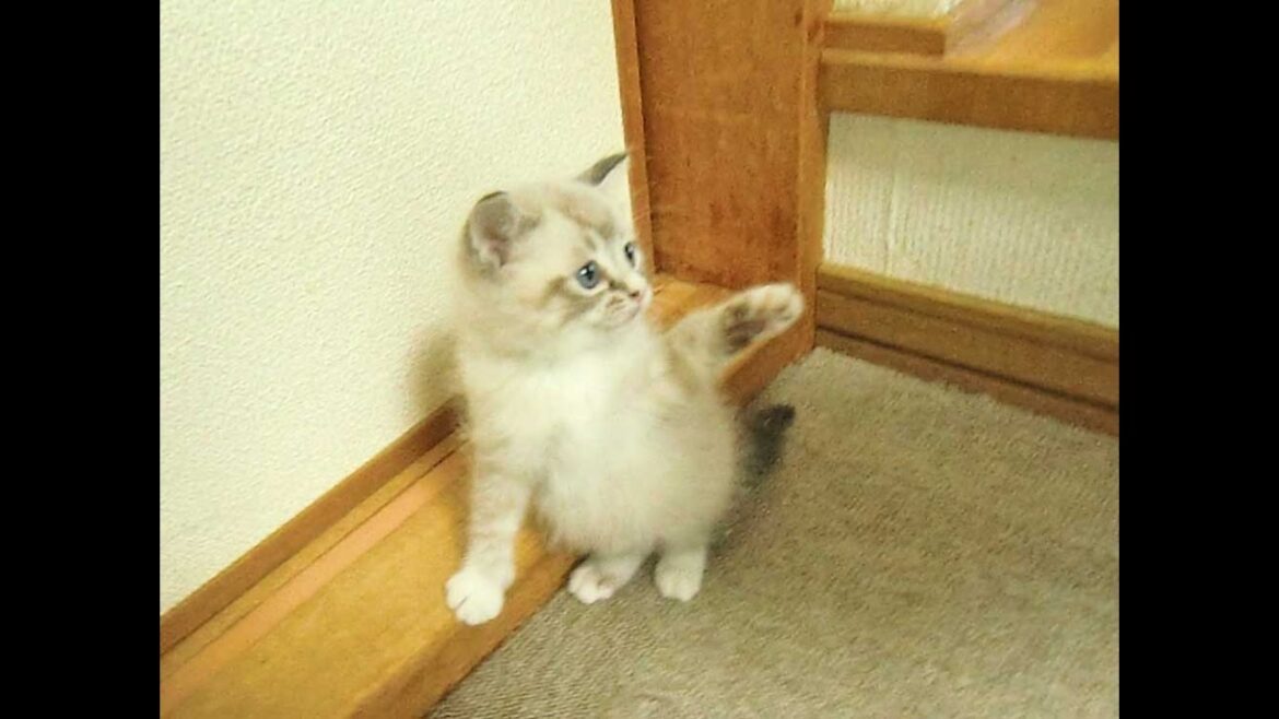 子猫と初対面（フラットコーテッドレトリーバーのココちゃん）
