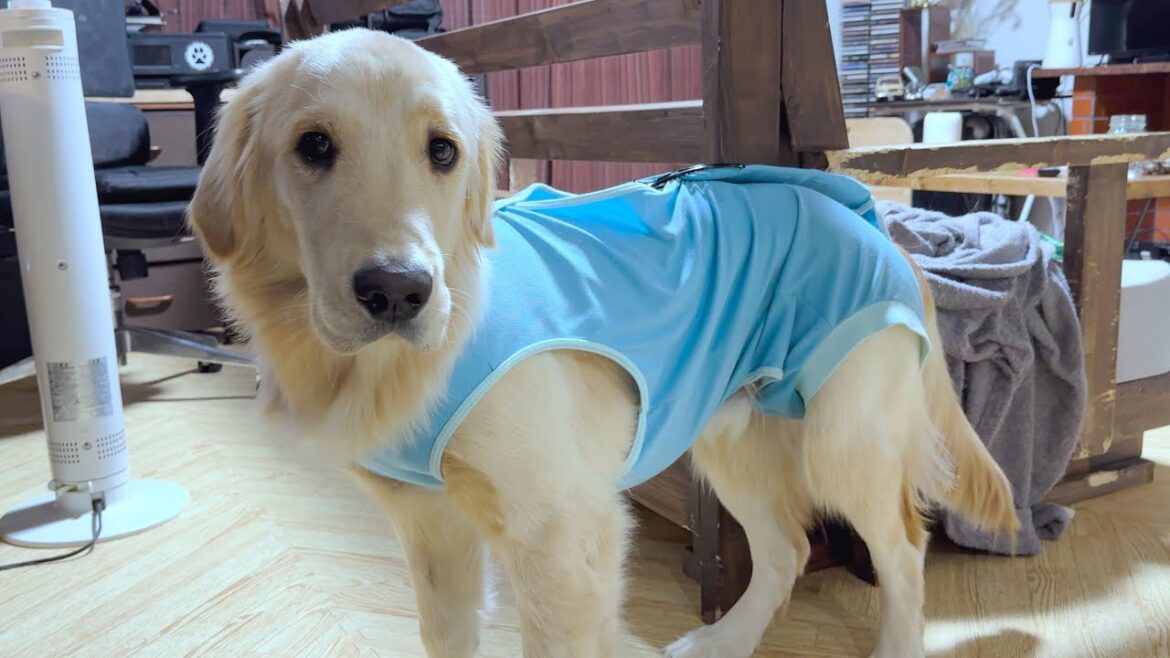 とうとうマックスにも手術の日がやって参りました・・・