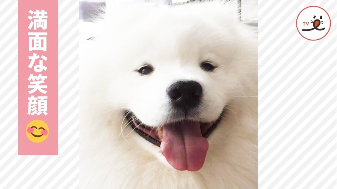 笑顔が止まらない💖 ご主人が大好きすぎるサモエド🐶 【PECO TV】