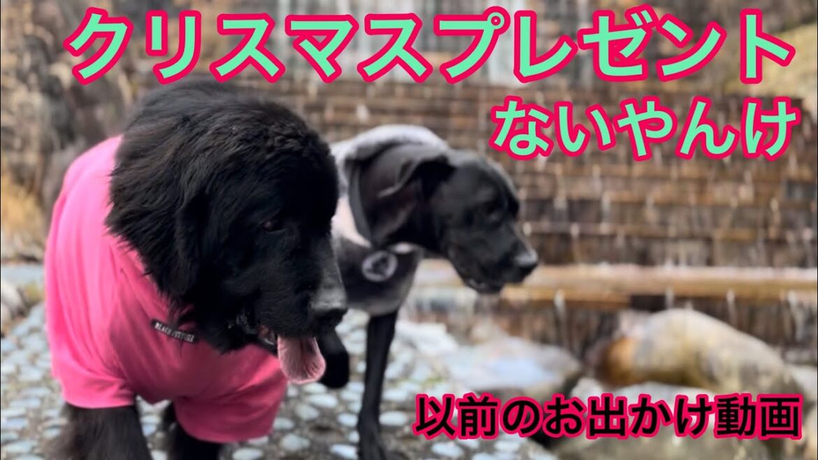クリスマスプレゼント無い？ ニューファンドランドボス君 グレートデーン クィーンちゃん 大型犬 超大型犬 多頭飼育 渡辺ボス 猫好き 犬との暮らし 猫との暮らし