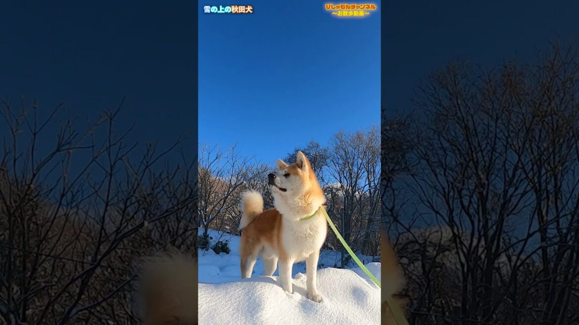 雪の上の秋田犬　【秋田犬Vlog】#shorts