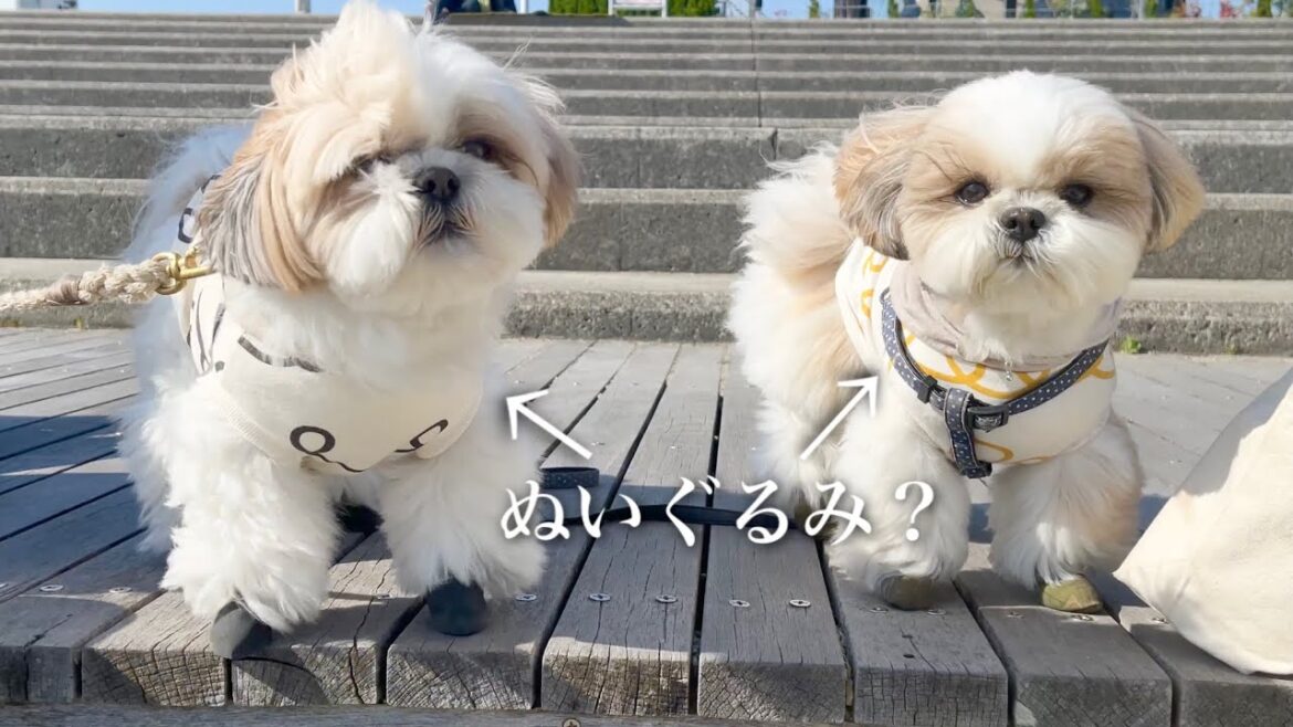【癒し動画】もふもふのシーズー犬が2匹もいるとぬいぐるみ感が凄すぎたwww / Cute Shih Tzu like a stuffed animal.