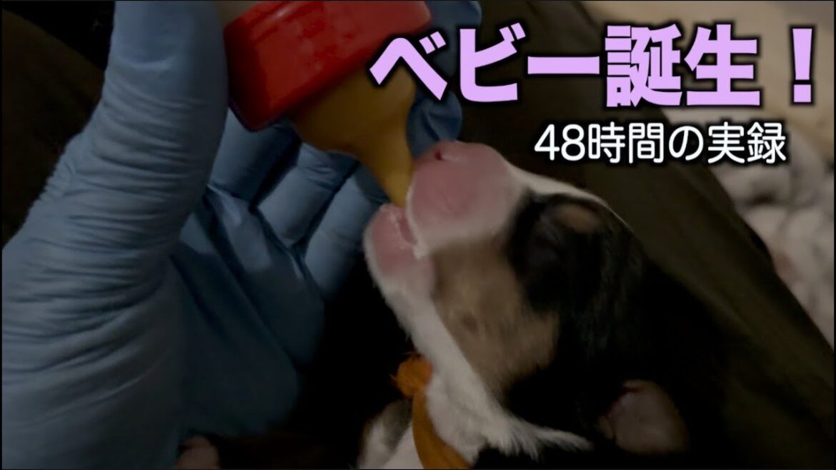 ベビー誕生！素人おっさん奮闘記