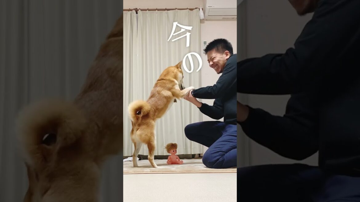 柴犬に嘘ぴょんしてみた 柴犬に嘘ぴょんしてみた