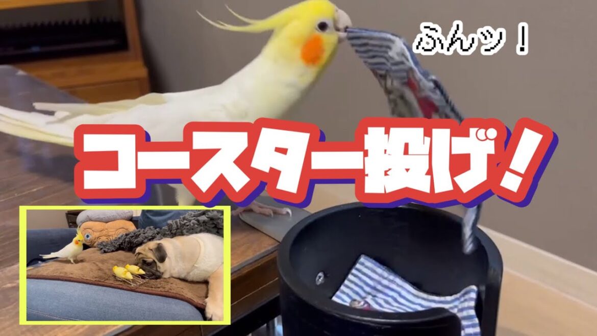 コースターを投げ捨てるインコ【パグ侍ももたろ】