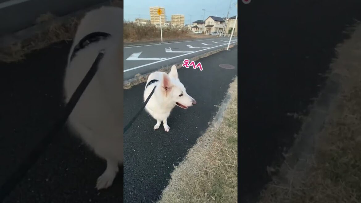 ホワイトシェパードのれお。犬種をよく聞かれるからハーネスでわかるようにしてるよ。#shorts