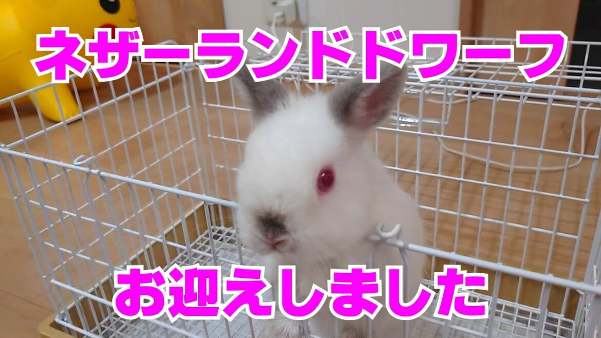 念願の白いうさぎをお迎えしました。 念願の白いうさぎをお迎えしました。