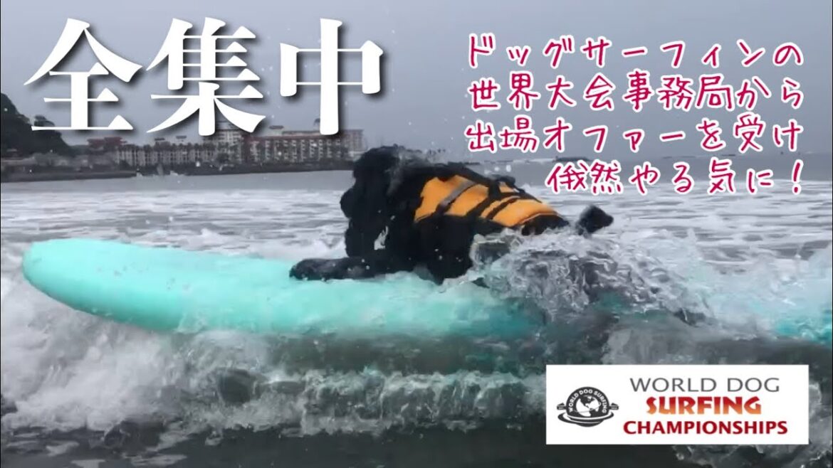 【ドッグサーフィン#15】ドッグサーフィン大会出場決定! イングリッシュコッカースパニエル「みみ」の気持ち 【ドッグサーフィン#15】ドッグサーフィン大会出場決定! イングリッシュコッカースパニエル「みみ」の気持ち