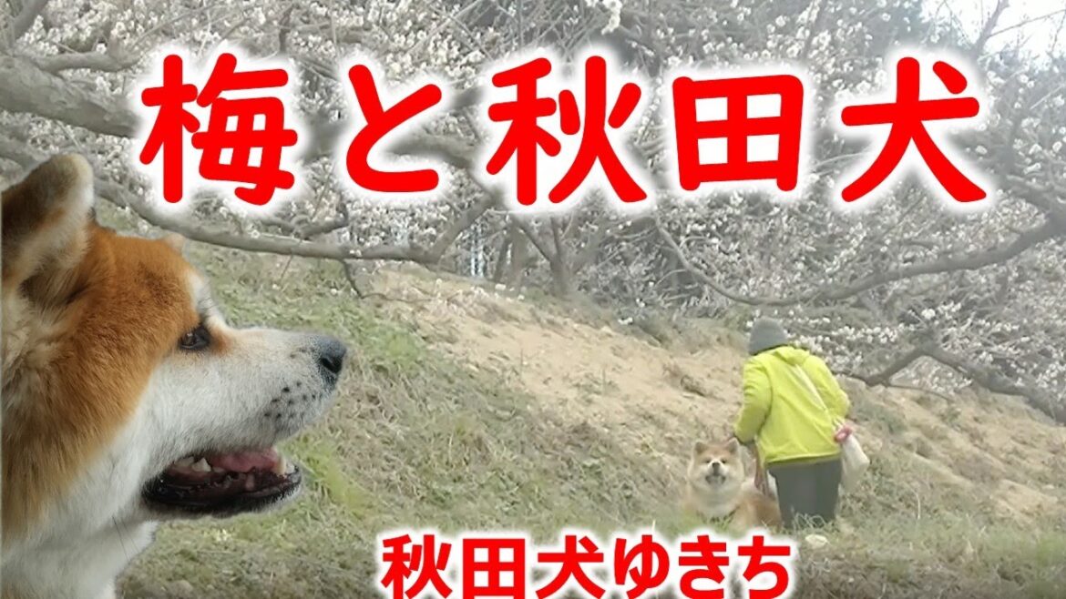 梅と秋田犬　秋田犬ゆきち