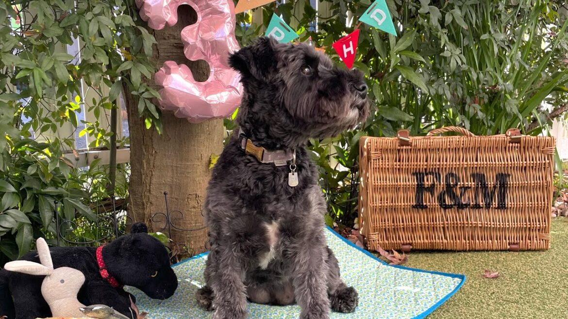 Happy 3rd Birthday🌿/ これからも元気いっぱい過ごそうね | ミニチュアシュナウザー