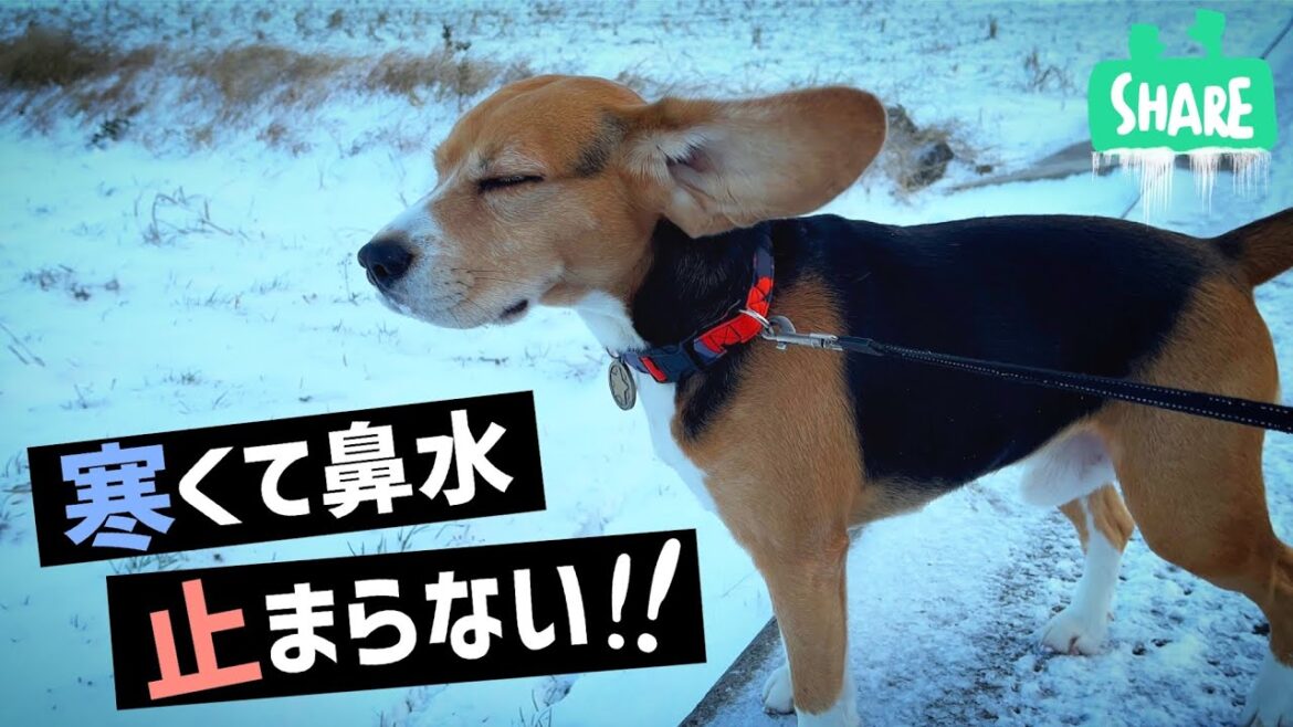 ビーグル犬と親父　雪で鼻水が止まらない！