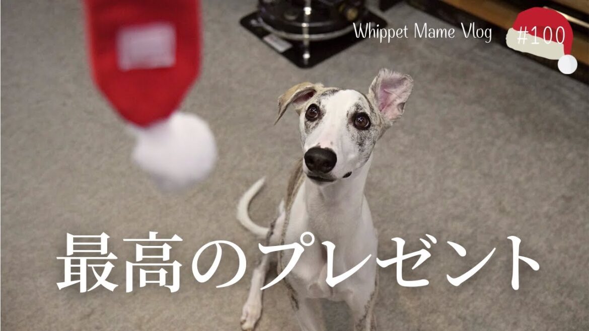 犬が最高に喜ぶクリスマスプレゼントはこれだ！！　#100