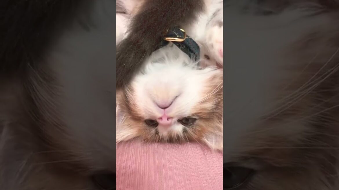 ミヌエットの子猫をアップにしてみたら可愛すぎた! #shorts #ペット #ミヌエット ミヌエットの子猫をアップにしてみたら可愛すぎた! #shorts #ペット #ミヌエット