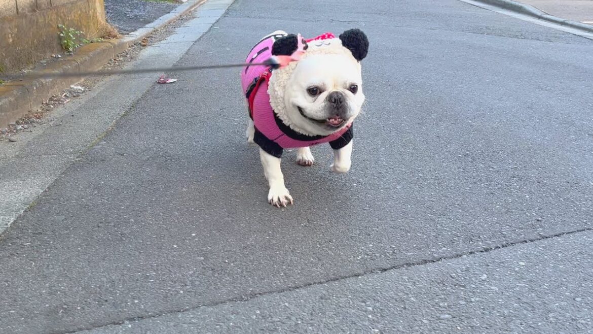 これがおいどん流なのさ【フレンチブルドッグ frenchbulldog】