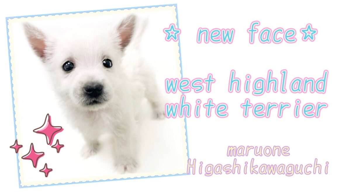 【2022.12.24撮影】ウェストハイランドホワイトテリア　真っ白いテリアちゃん登場！