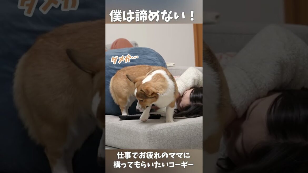 ママが起きるまで絶対諦めないコーギー犬 　#shorts