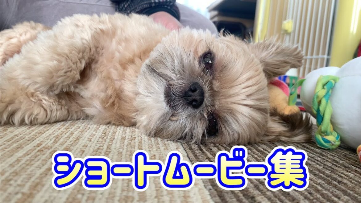 日常のおもしろショートムービー集 #2 チワワ×シーズー