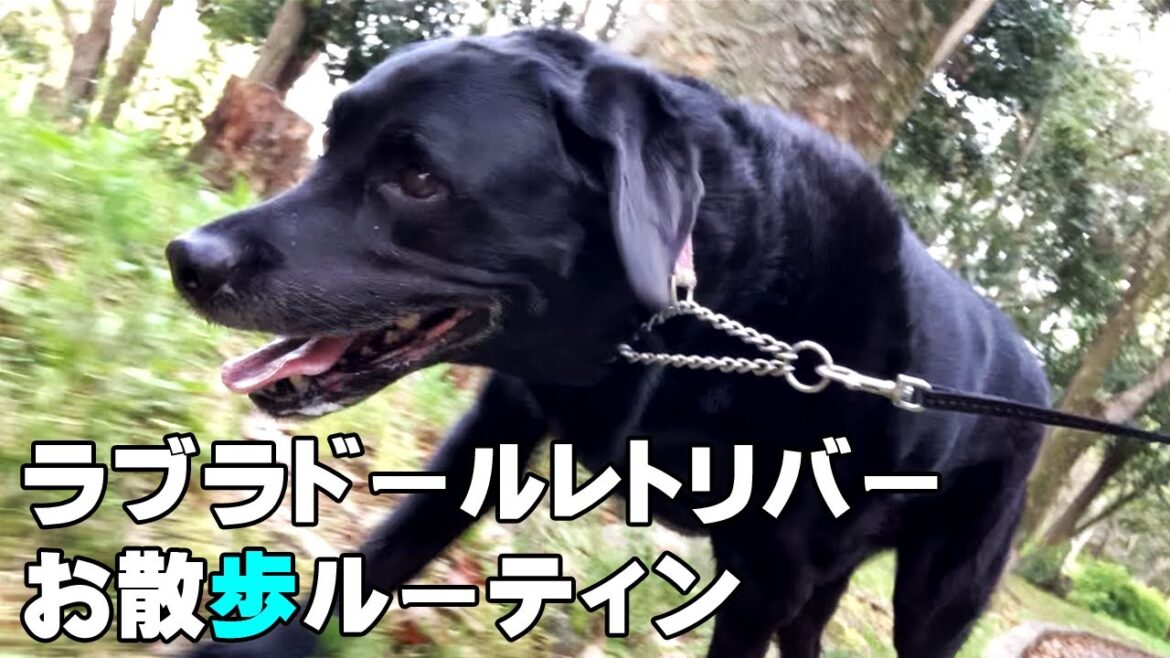 ラブラドールレトリバー多頭飼い散歩ルーティン【犬を飼う方必見】 ラブラドールレトリバー多頭飼い散歩ルーティン【犬を飼う方必見】
