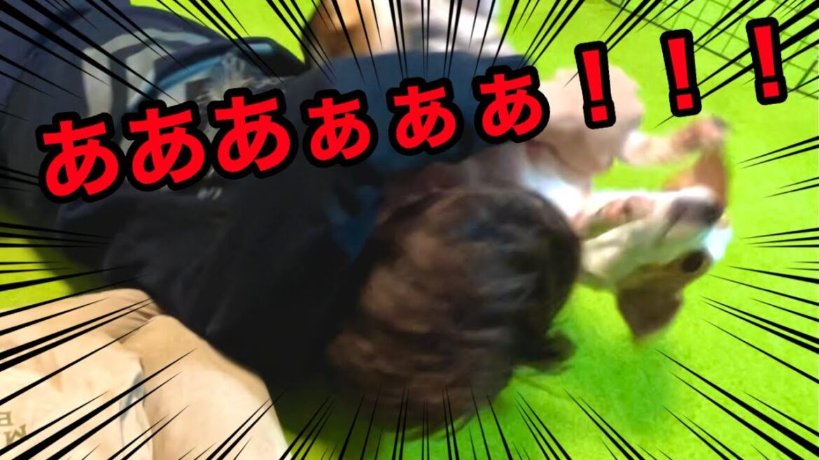 【バックドロップ】飼い主に投げ飛ばされる犬［しゃべる犬 ジャックラッセルテリア］