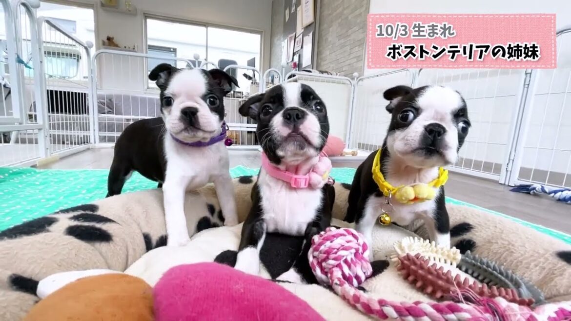 10/3生まれのボストンテリアの女の子達💛