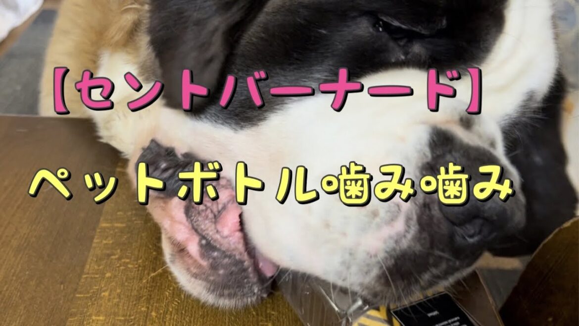 【セントバーナード】ペットボトルで遊ぶららちゃん