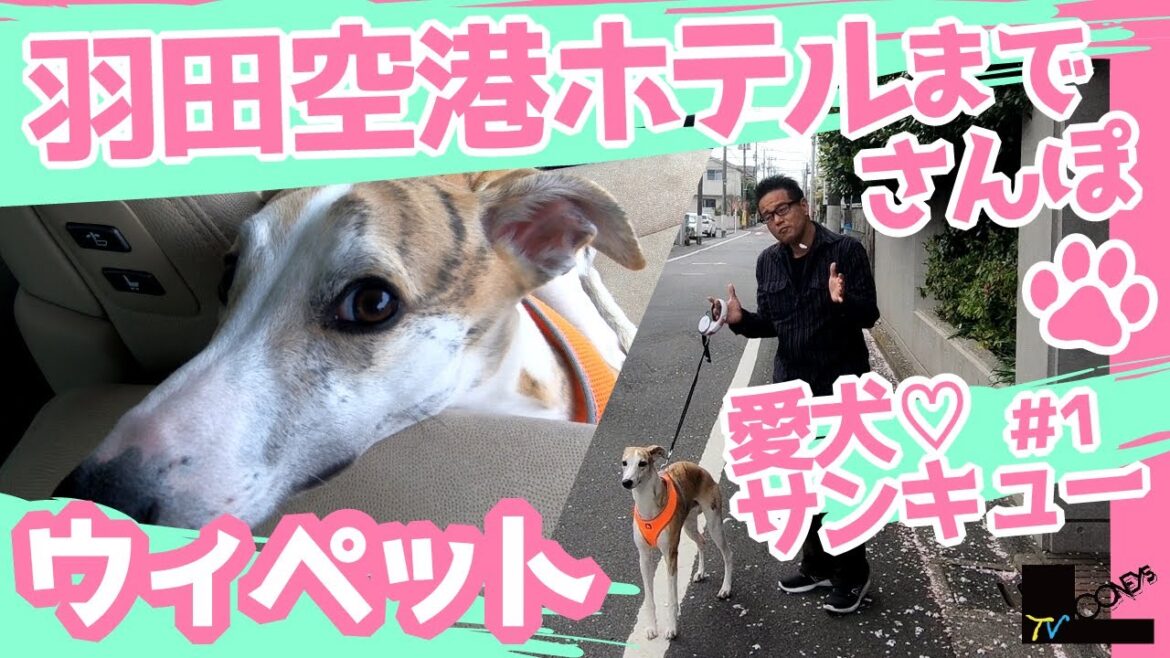 【ウィペット】愛犬サンキュー散歩～羽田空港ホテル編