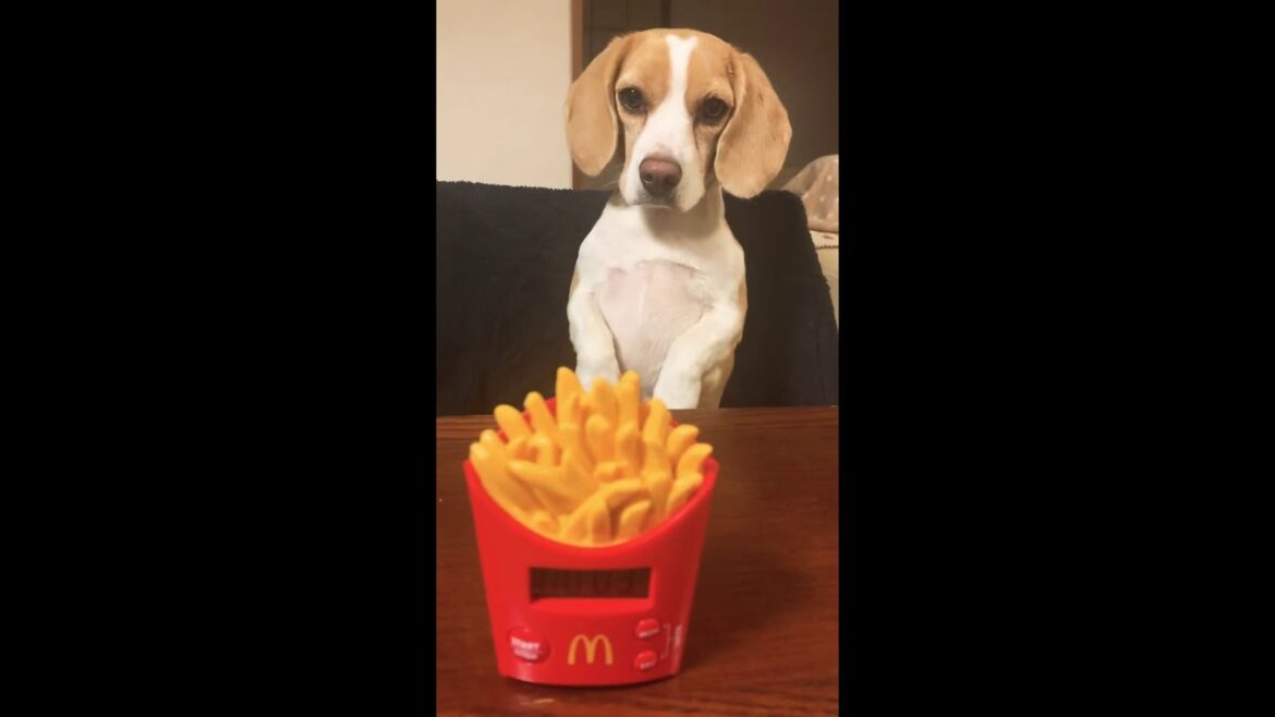#9 マックフライポテトの音に動揺する童顔ビーグル犬