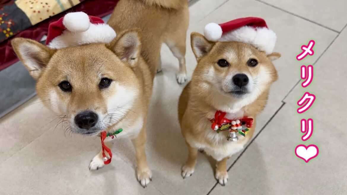メリークリスマス生配信🎅🎄！