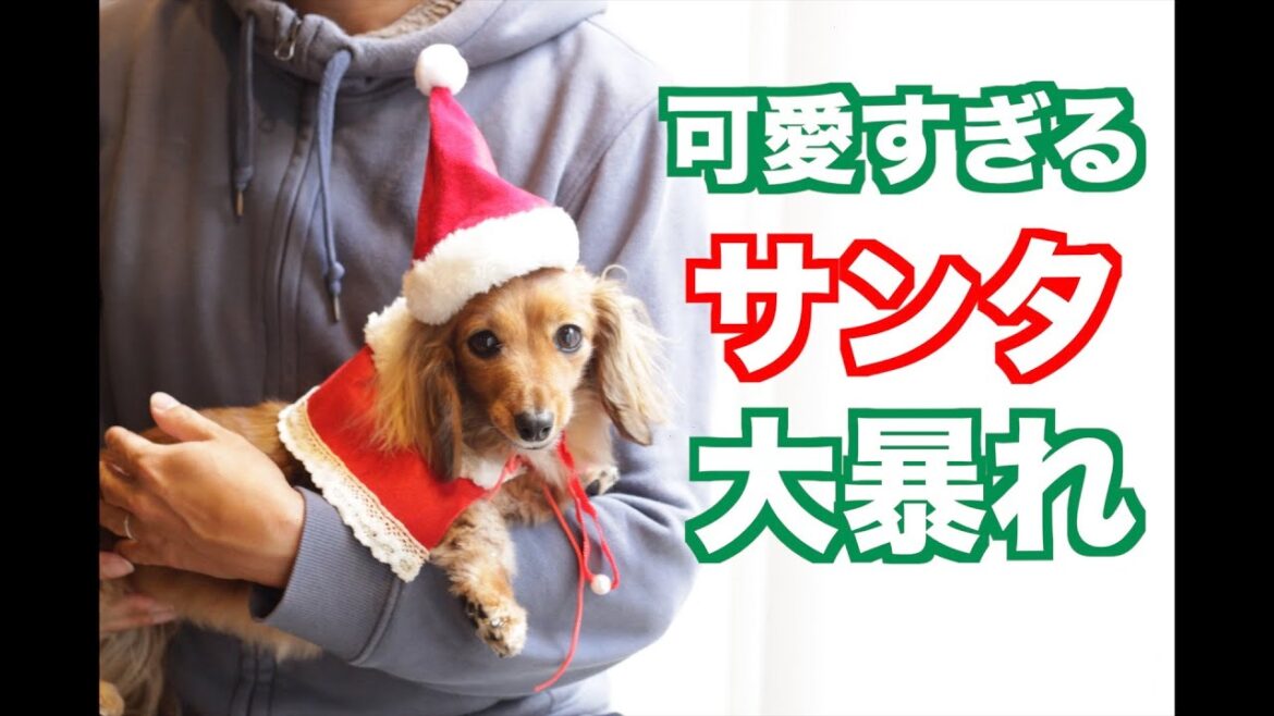 【制御不能】家族になって3度目のクリスマスをまったり過ごせない犬【カニンヘンダックスえびすの日常】