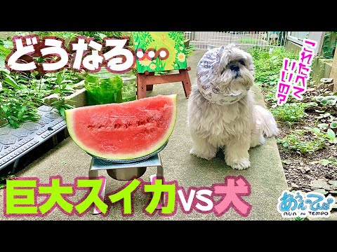 シーズー犬に大きなスイカをあげてみたらまさかの惨事に… シーズー犬に大きなスイカをあげてみたらまさかの惨事に…