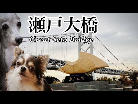 瀬戸大橋を眺めたチワワとイタリアングレーハウンド(イタグレ)と2歳児|Chihuahua and Italian Greyhound looking at Great Seto Bridge【絶景】 瀬戸大橋を眺めたチワワとイタリアングレーハウンド(イタグレ)と2歳児|Chihuahua and Italian Greyhound looking at Great Seto Bridge【絶景】