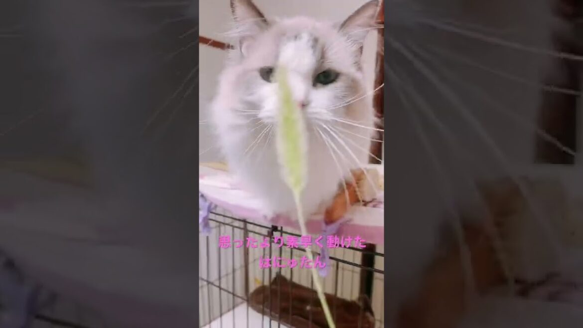 【ラグドール】猫じゃらしのじゃれ方