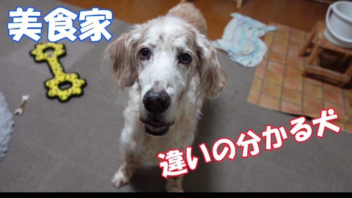 わがままが過ぎるイングリッシュセッター