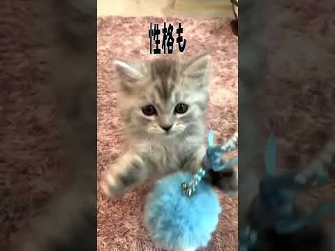 【長足マンチカン子猫】直ぐぽっこりお腹を出しちゃう子猫 【長足マンチカン子猫】直ぐぽっこりお腹を出しちゃう子猫