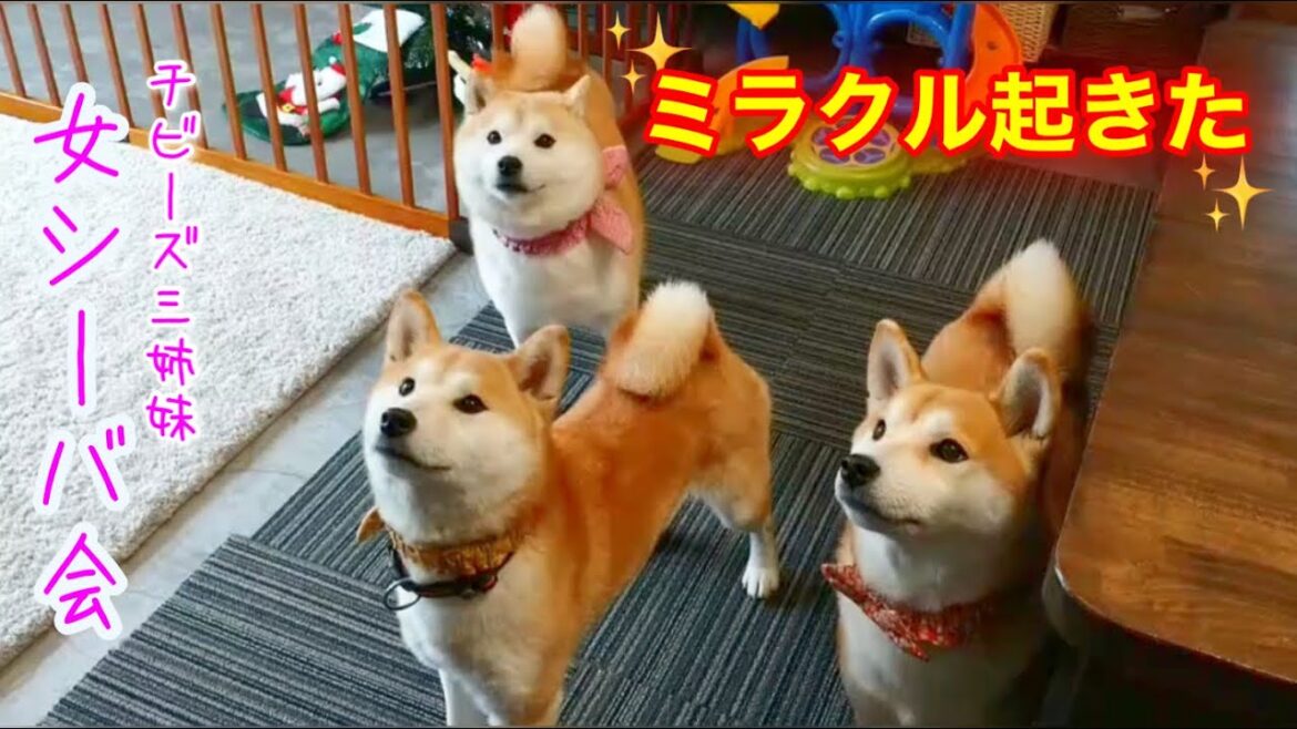 柴犬三姉妹の女シーバ会はなぜかミラクルが起こる！一発撮りで大成功♪