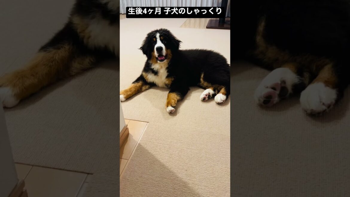 バーニーズマウンテンドッグの子犬のしゃっくり
