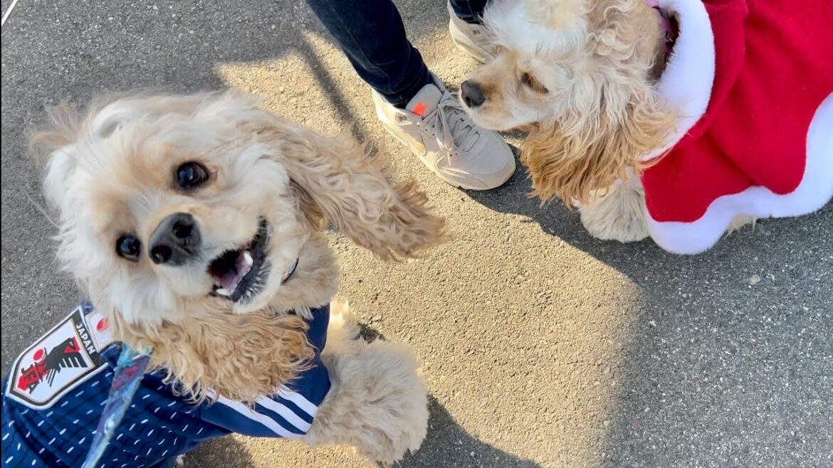 ワンコfesに行ったらコッカーに会えたゾ🐶