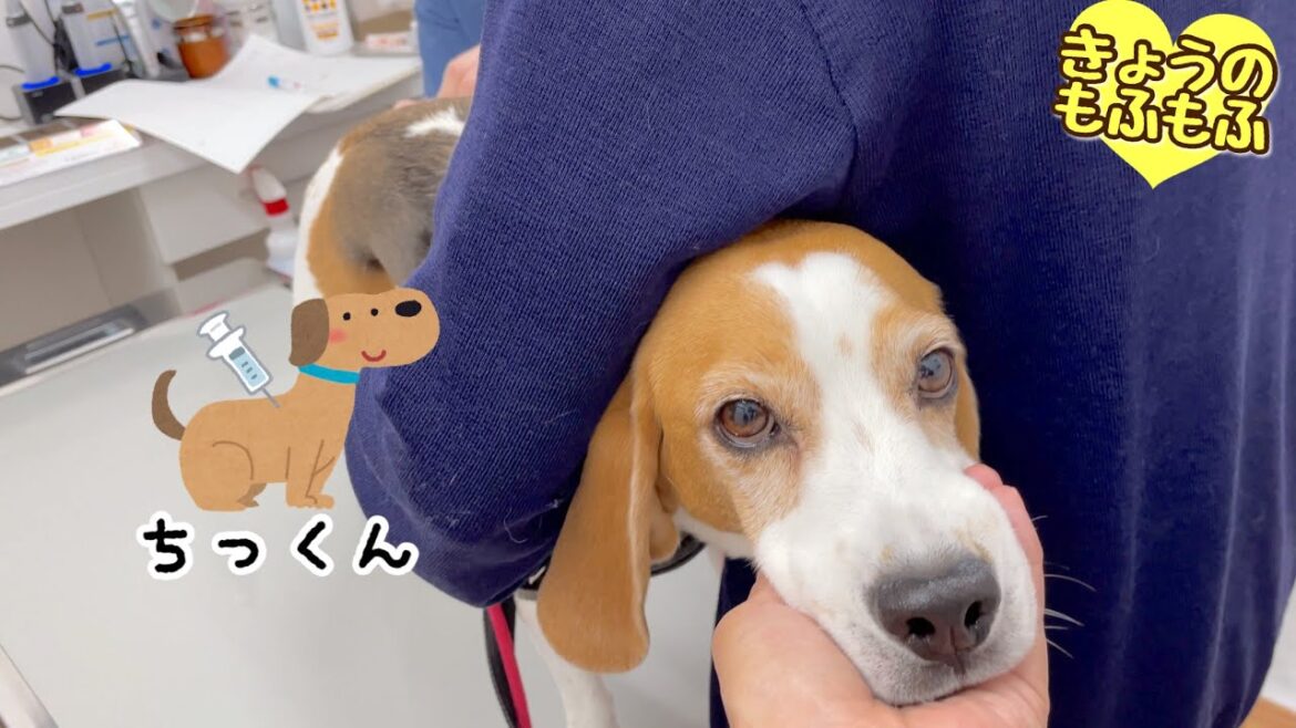 狂犬病ワクチン注射と魔法のポッケ♡【ビーグルさつきとポメ梵天】 狂犬病ワクチン注射と魔法のポッケ♡【ビーグルさつきとポメ梵天】