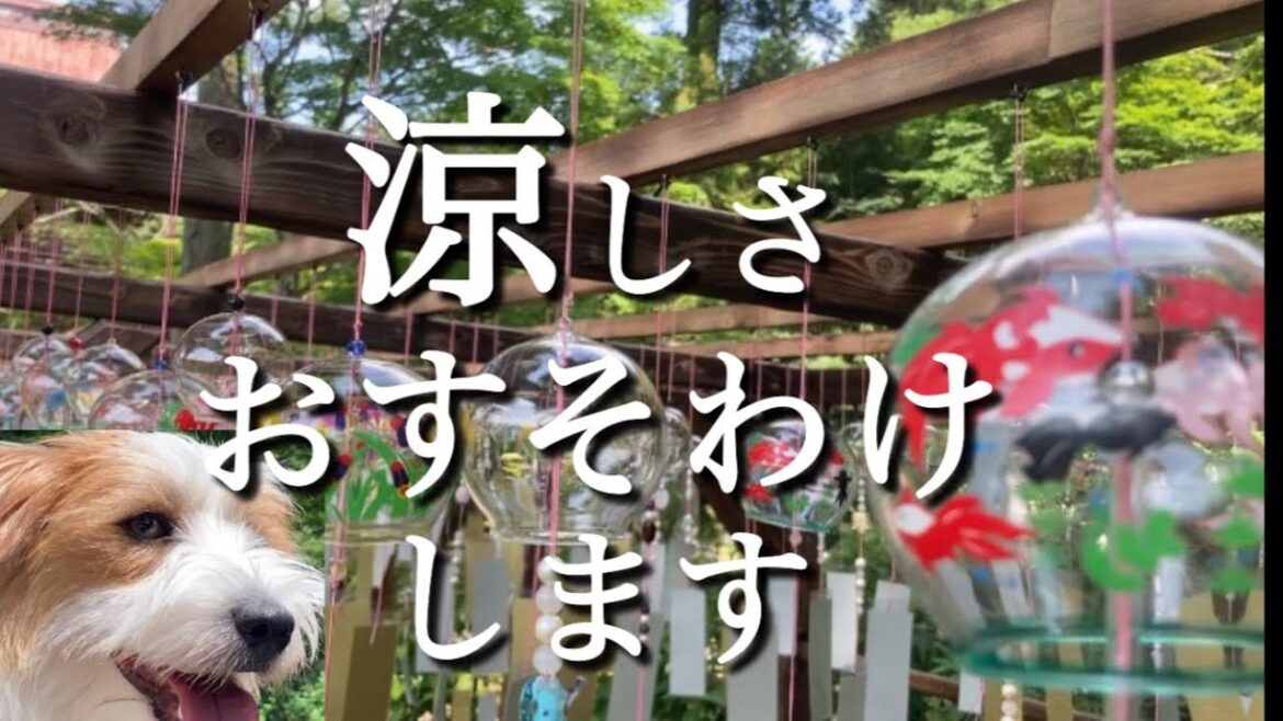 【風鈴】涼しさおすそ分けします【ジャックラッセルテリア】